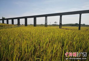 广西贵港港南区 富硒农业助力农民增收和乡村振兴
