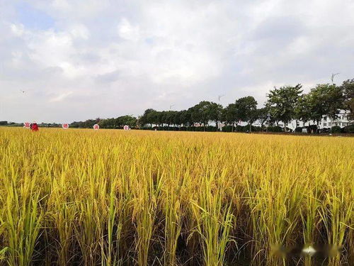 割禾也能搞 快闪 广州从化200多亩富硒大米开割