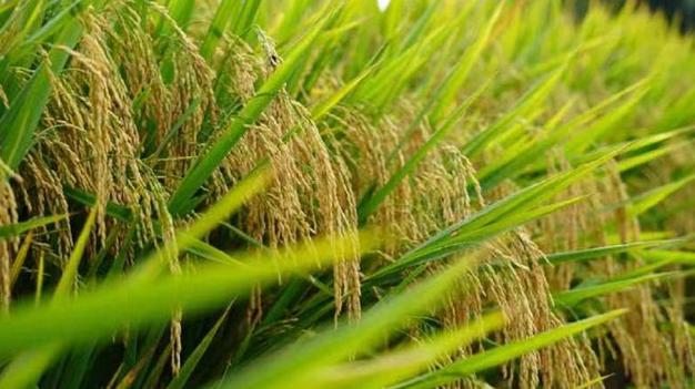 高标准农田助丰收 千亩富硒水稻"笑弯了腰"|农作物|种植|稻谷|玉米