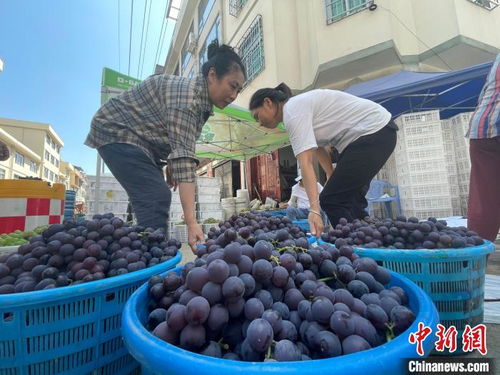 乡约福建 南国葡萄之乡 农旅融合促振兴