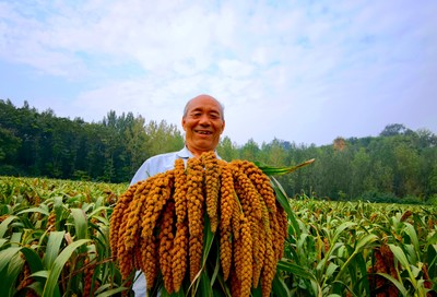 河南洛阳:特色农业 沃土生金