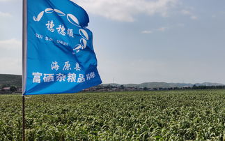 科技扶贫在宁夏 当地老人说,没见过谷子这样种这样长